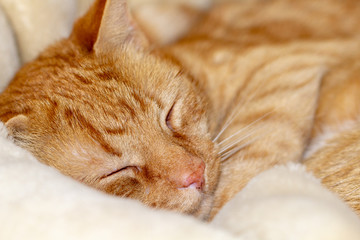 schlafender Kater auf einer weichen Decke