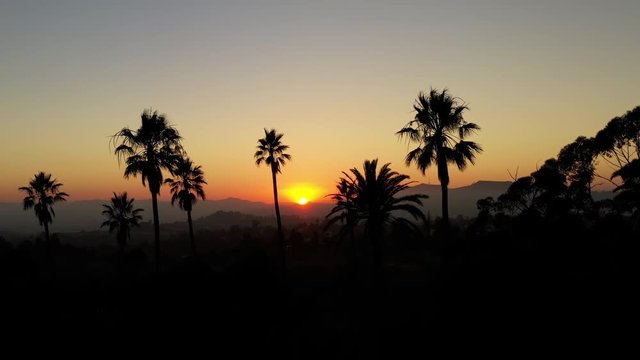 Aerial shot of a row of palm trees at Sunset