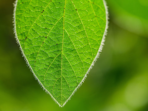 green soybean leaf