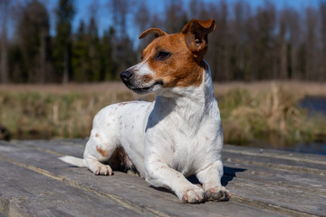 Young Jack Russell Terrier on boards.