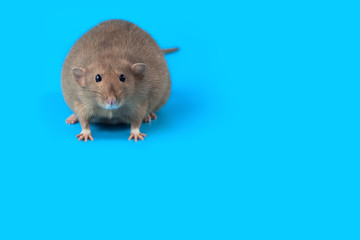 portrait of a domestic rat on blue background