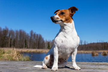 Young Jack Russell Terrier on boards.