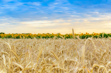Wheat field at sunset. Yellow ripe wheat kernels ready for harvesting. Blurred sunflowers in...