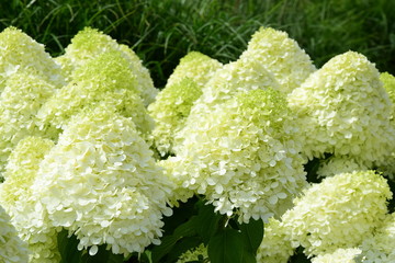 Hortensie - Hintergrund Nahaufnahme