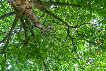 Fototapeta premium Baumkrohne Platane Baum Geäst grüne Blätter