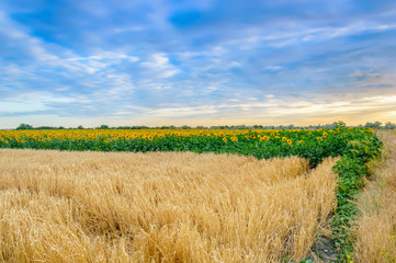 Wheat field and sunflowers at sunset. Yellow ripe wheat kernels ready for harvesting. Sunflower...