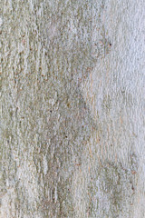 Fototapeta premium Closeup Tree Bark Texture Background