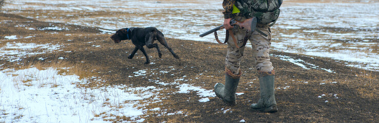 Hunter with a german drathaar and spaniel, pigeon hunting with dogs