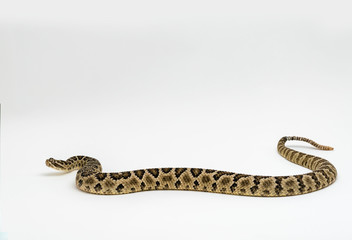 Baja Rattlesnake Crotalus enyo, on white background