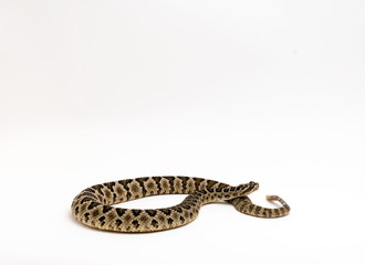 Baja Rattlesnake Crotalus enyo, on white background