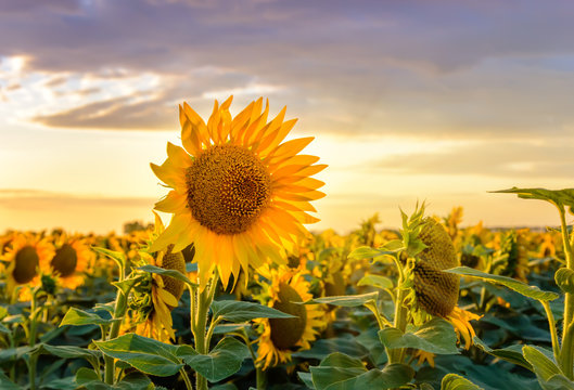 Sunflower field at sunset. Close-up of blooming yellow sunflower against a colorful sky. Summer rural landscape. Concept of rich harvest