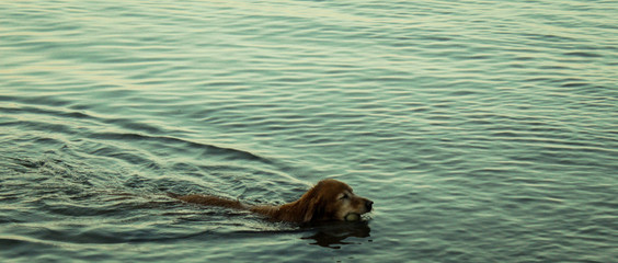 dog swimming in shallow water