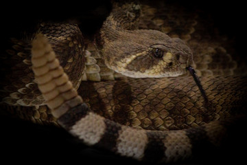 Rattlesnake Close-up with tongue and rattle