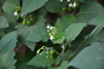 Bloom in nature Solanum nigrum