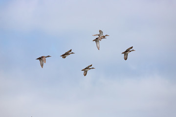 Flock of ducks 2
