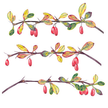 Three realistic autumn branches of barberry.