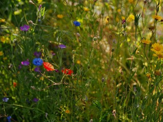 flowers in the garden