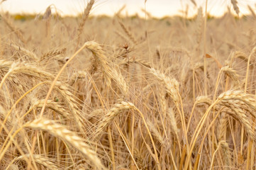 Wheat field at sunset. Yellow ripe wheat kernels ready for harvesting. Summer rural landscape. Concept of rich harvest