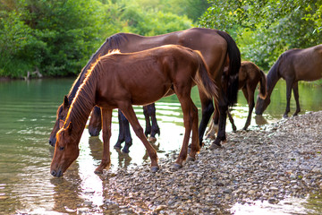 a herd of beautiful free horses near the river drink water. Beautiful forest landscape at sunset