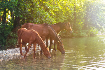 a herd of beautiful free horses near the river drink water. Beautiful forest landscape at sunset