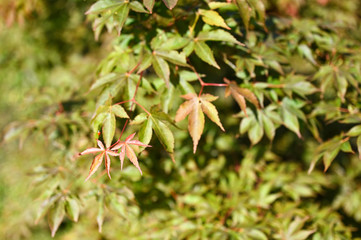 Young leaves of ornamental maple.