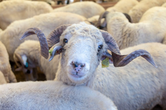 Animal for the Feast of Sacrifice. (Kurban Bayrami, aid al adha )sacrifice holiday. Turkey.