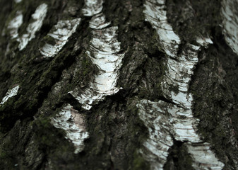 birch bark texture in the forest