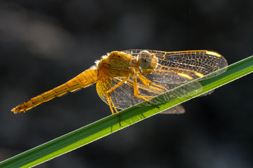 dragonfly on a green leaf