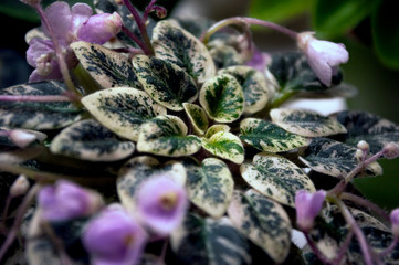 violet flowers with pink inflorescences and spotted leaves