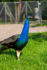 Obraz premium Pavo cristatus majestic blue bird, beautiful animal