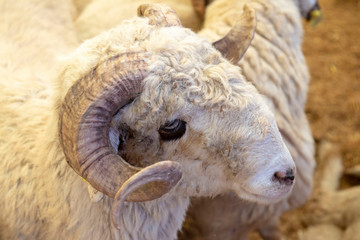 Animal for the Feast of Sacrifice. (Kurban Bayrami, aid al adha )sacrifice holiday. Turkey.