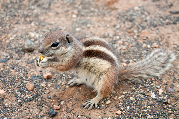 Trusting Barbary ground squirrel feeding on nuts. She lives in desert conditions under the volcanoes of the Canary Island Fuerteventura.