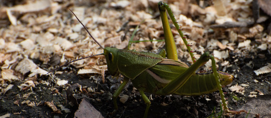 Saltamontes, langosta