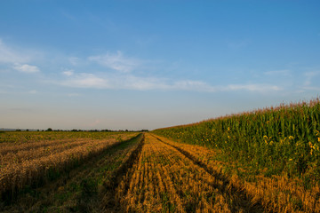 Fototapeta na wymiar Beautiful field of corns and blue sky