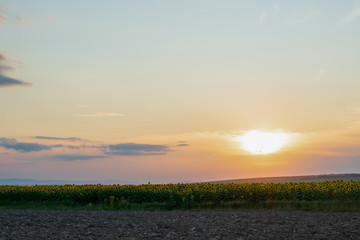 Beautiful field of sunflowers and blue sky