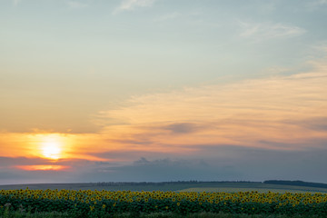 Fototapeta na wymiar Beautiful field of sunflowers and blue sky