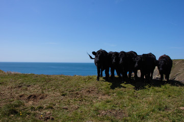 A group of black cows on a cliff in South Wales.