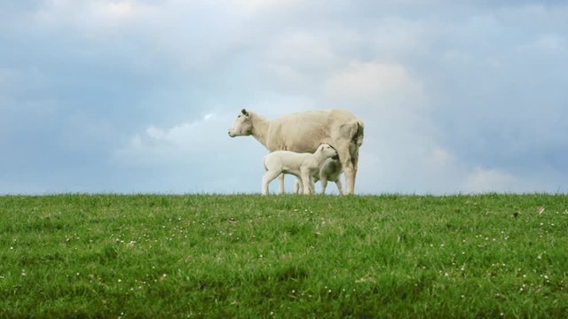 Purebred Swifter sheep feeding her lambs