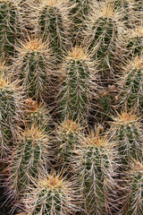 Sonoran Desert Cactus
