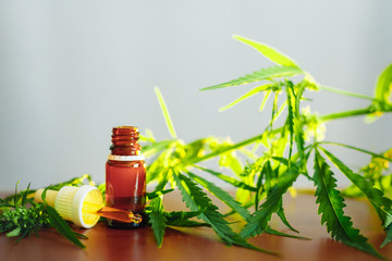 Bottle of Hemp CBD oil. Medical marijuana products including cannabis leaf, CBD and hash oil,...
