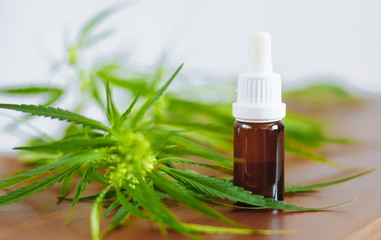Bottle of CBD oil on cannabis background. Medical cannabis with extract cbd. Wellness Hemp Cannabidiol. Premium marijuana products