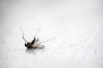 dead mosquito on white surface
