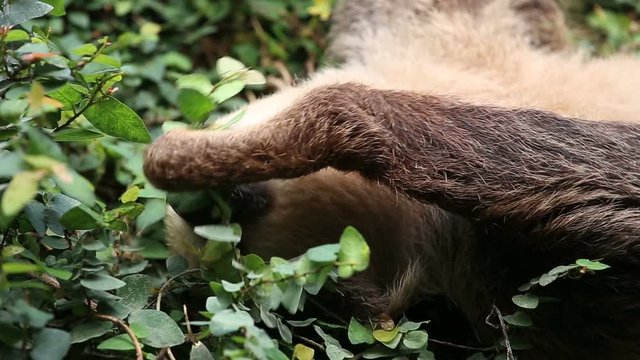 Sloth eating at the zoo