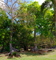 Old trees in the Sir Seewoosagur Ramgoolam Botanical Garden. This is a popular tourist attraction and the oldest botanical garden in the Southern Hemisphere.
