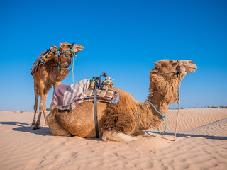 Holiday experience, two camels in the desert
