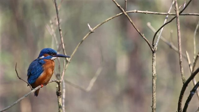 The Kingfisher