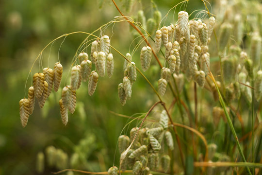 Briza maxima, beautiful annual herb, green plant grass growing in the garden for landscape decoration