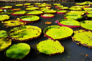 Giant water lilies. Sir Seewoosagur Ramgoolam Botanical Garden, Pamplemousses, Mauritius