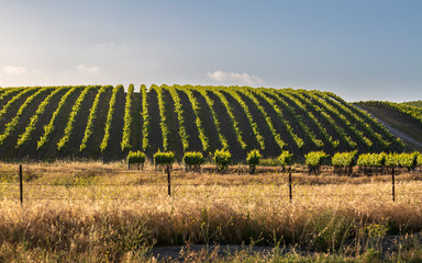 Rows of lush vineyards on a hillside, Napa Valley