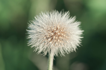 photo of a white dandelion on a green blurred background